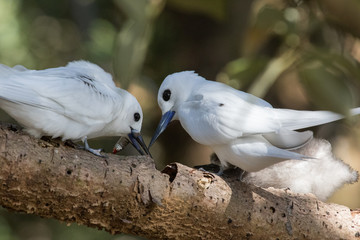 White Tern on Norfolk Island