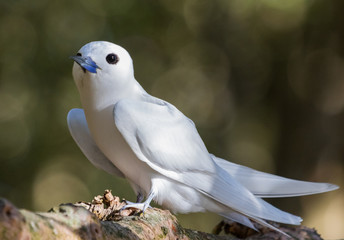 White Tern on Norfolk Island