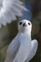White Tern on Norfolk Island