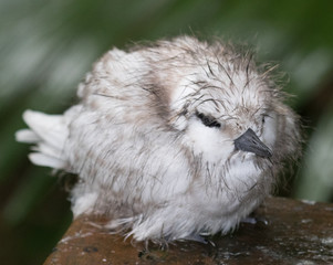 White Tern on Norfolk Island