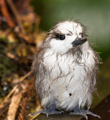 White Tern on Norfolk Island