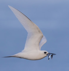 White Tern on Norfolk Island