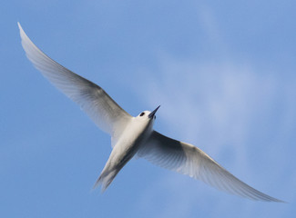 White Tern on Norfolk Island
