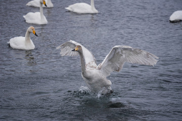 The swan flaps its wings. Dries wings and shows its dominance. 