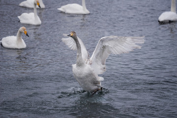 The swan flaps its wings. Dries wings and shows its dominance. 