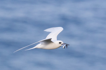 White Tern on Norfolk Island