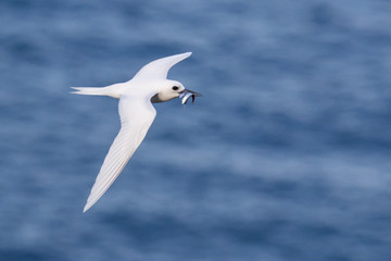 Fototapeta na wymiar White Tern on Norfolk Island