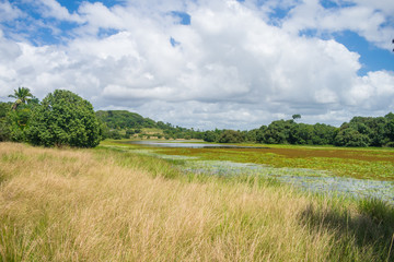 Fototapeta na wymiar Marsh on the countryside of Itamaraca Island - Pernambuco state, Brazil