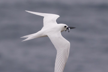 White Tern on Norfolk Island
