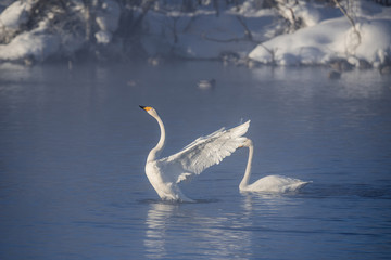 The swan flaps its wings. Dries wings and shows its dominance. 