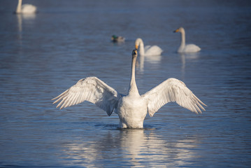 Fototapeta premium The swan flaps its wings. Dries wings and shows its dominance. 