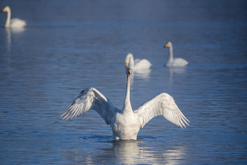 The swan flaps its wings. Dries wings and shows its dominance. 