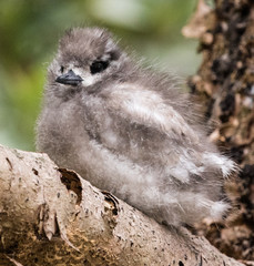 White Tern on Norfolk Island