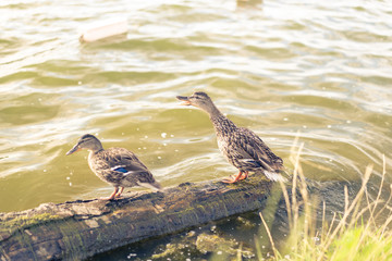 Two adult ducks stand on a log which lies on the lake.