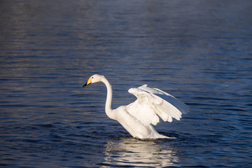 Fototapeta premium The swan flaps its wings. Dries wings and shows its dominance. 