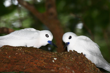 White Tern on Norfolk Island