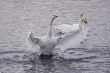 The swan flaps its wings. Dries wings and shows its dominance. 