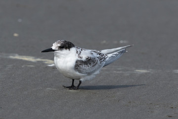 White Fronted Tern in Australasia