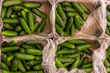 Vegetables on store shelves. cardboard box green cucumber in the market