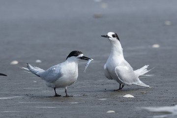 White Fronted Tern in Australasia