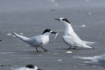 White Fronted Tern in Australasia