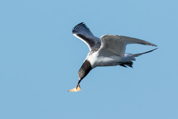 White Fronted Tern in Australasia