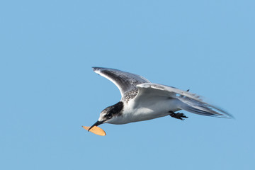 White Fronted Tern in Australasia