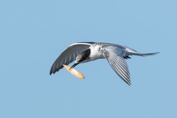 White Fronted Tern in Australasia