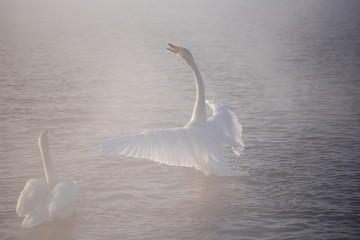 The swan flaps its wings. Dries wings and shows its dominance. "Lebedinyj" Swan Nature Reserve, "Svetloye" lake, Urozhaynoye Village, Sovetsky District, Altai region, Russia