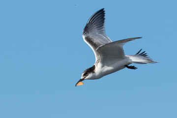 White Fronted Tern in Australasia