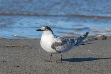 White Fronted Tern in Australasia