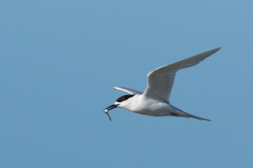 Fototapeta na wymiar White Fronted Tern in Australasia