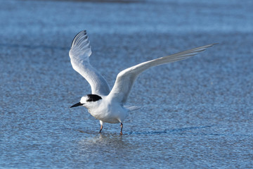 White Fronted Tern in Australasia