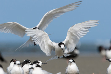 White Fronted Tern in Australasia