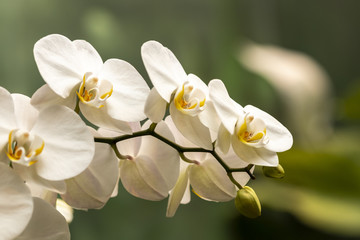 Orchidée phalaenopsis dans une serre tropicale