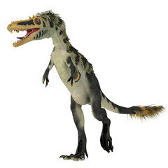 Fototapeta premium Alioramus altai Dinosaur on White - Alioramus altai was a theropod carnivorous dinosaur that lived in Mongolia during the Cretaceous Period.
