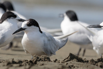 White Fronted Tern in Australasia