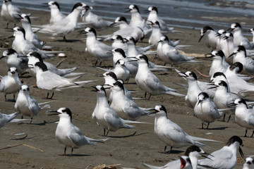 White Fronted Tern in Australasia