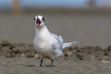 White Fronted Tern in Australasia