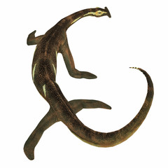 Atopodentatus Marine Reptile Tail - Atopodentatus was a herbivorous semi-aquatic marine reptile that lived in Triassic Seas of China. © Catmando
