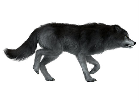 Dire Wolf Side Profile - The carnivorous Dire Wolf lived in North and South America during the Pleistocene Period.