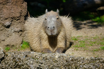 Naklejka na ściany i meble View of a Capybara (Hydrochoerus hydrochaeris)