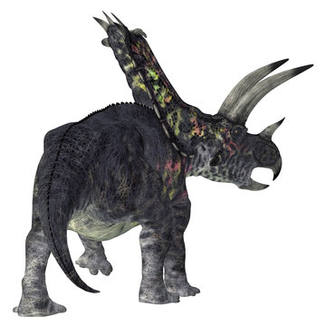Pentaceratops Dinosaur Tail - Pentaceratops was a herbivorous Ceratopsian dinosaur that lived during the Cretaceous Period of North America.