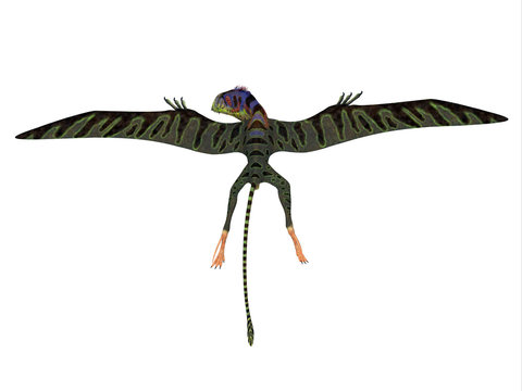 Peteinosaurus Reptile Wings Spread - Peteinosaurus was a carnivorous flying pterosaur that lived in Italy during the Triassic Period.