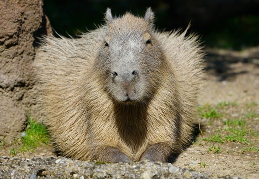View of a Capybara (Hydrochoerus hydrochaeris)