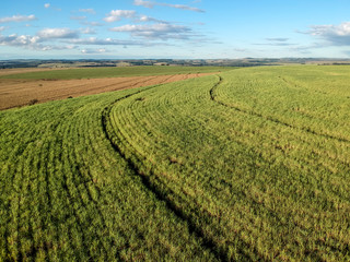 Green sugar cane field on Sao Paulo state, Brazil