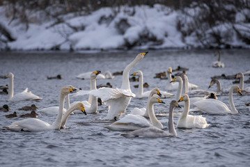 Fight of swans. A swan attacks another bird. 