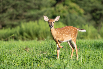 White-tailed-deer ((Odocoileus virginianus)) fawn, looking at camera.