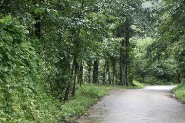 Obraz premium nature