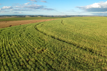 Fototapeta na wymiar Green sugar cane field on Sao Paulo state, Brazil